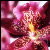 :iconpainttheskywithstarz: