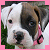 :iconpaiper88: