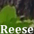 :iconpakelika: