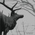 :iconpalecompanion: