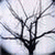 :iconpalehorsesailor: