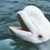 :iconpalewhale: