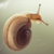 :iconpaliid: