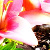 :iconpallid-picture: