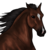 :iconpallypinto: