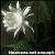 :iconpalm-oasis: