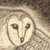 :iconpaloma-luna:
