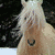 :iconpalomino-horse-club: