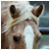 :iconpalomino-stock:
