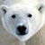 :iconpaluh-bear: