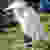 :iconpamm58: