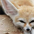 pan-feylin :iconpan-feylin: