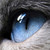 :iconpancakecats: