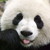 :iconpanda-painter: