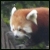 :iconpanda-paws: