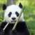 :iconpanda95: