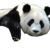 :iconpandaaa787: