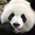 :iconpandaartist123: