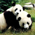 :iconpandahug-plz: