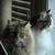 pandamancat :iconpandamancat: