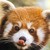 :iconpandamayhem87: