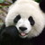 :iconpandapower3210: