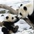 :iconpandas92: