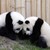 :iconpandawriter5649:
