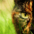 :iconpandeia: