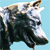 :iconpandemicxphotophobia: