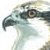 :iconpandionhaliaetus: