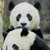 PandorathePanda :iconpandorathepanda: