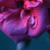:iconPaniFilth: