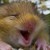 :iconpaniniteczka: