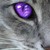 :iconpanoraboxofcookies: