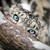 :iconpanter-katt: