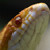 :iconpanterophis: