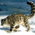 :iconpanthera-sabu:
