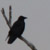 :iconpanthera-wings: