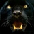 :iconpanthera77: