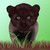 :iconpanthere-noir: