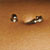 :iconpap0117: