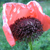 :iconpapaver-alboroseum: