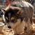 :iconpapawolf30: