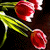 :iconpaper--cup:
