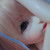 :iconpaper-deibu: