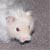 :iconpaper-neko-art: