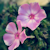 :iconpaperchain: