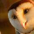 :iconpaperfinch: