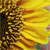 :iconpapermonicle: